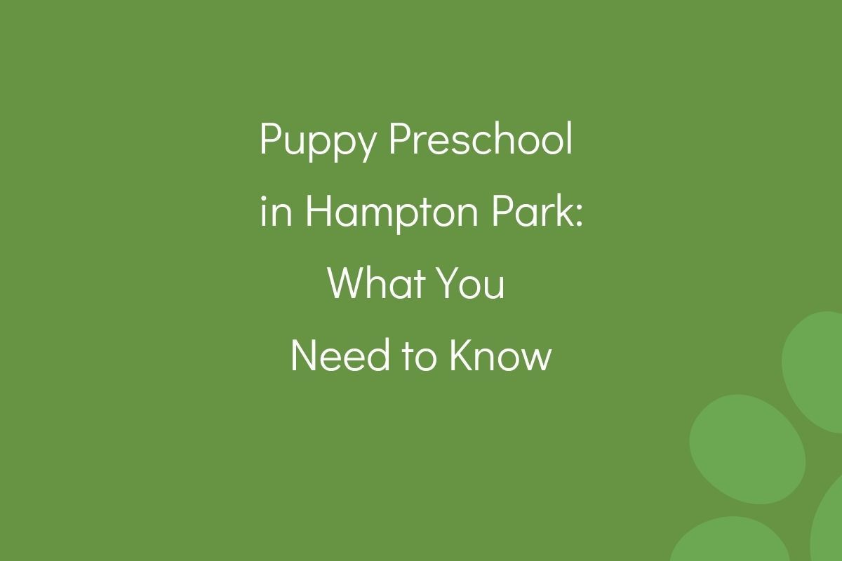 Puppy-Preschool-in-Hampton-Park-What-You-Need-to-Know