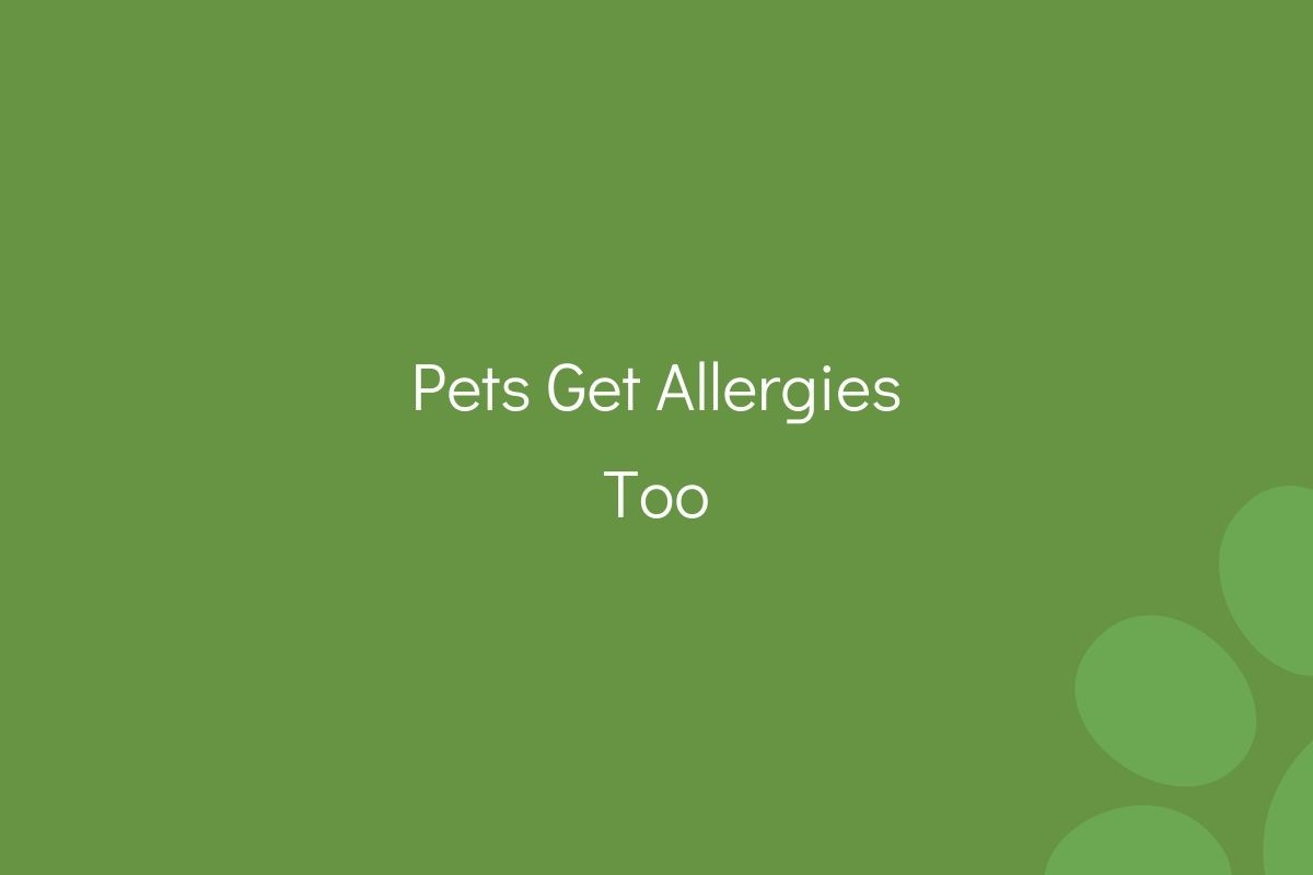 Pets-Get-Allergies-Too