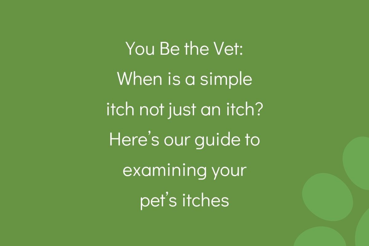 You-Be-the-Vet_-When-is-a-simple-itch-not-just-an-itch_-Heres-our-guide-to-examining-your-pets-itches