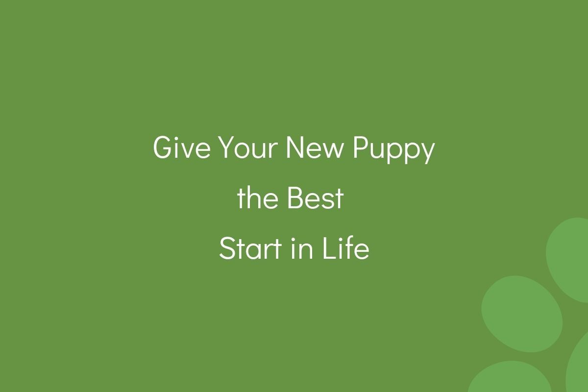 Give-Your-New-Puppy-the-Best-Start-in-Life-