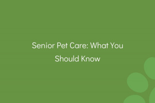 Senior-Pet-Care-What-You-Should-Know