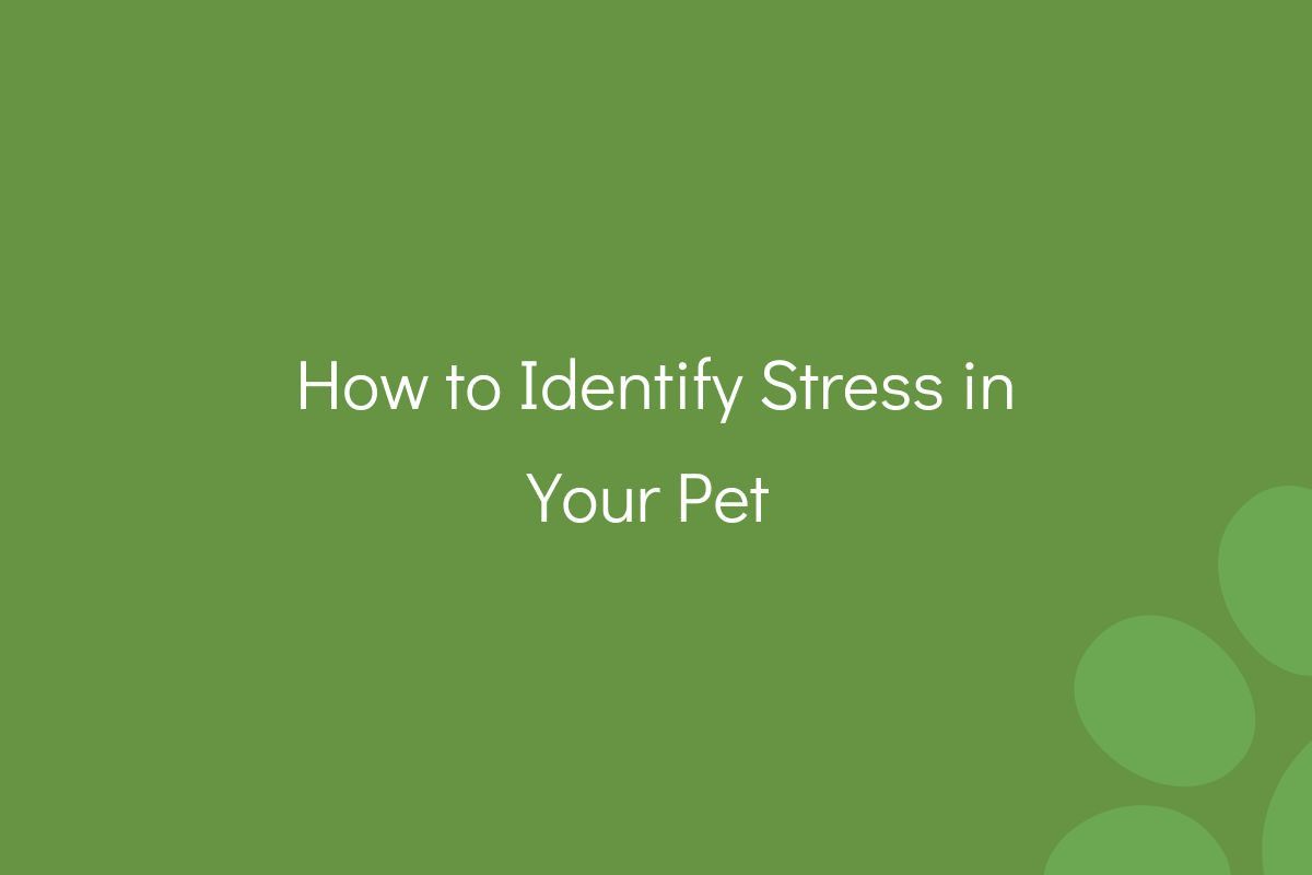 How-to-Identify-Stress-in-Your-Pet--4