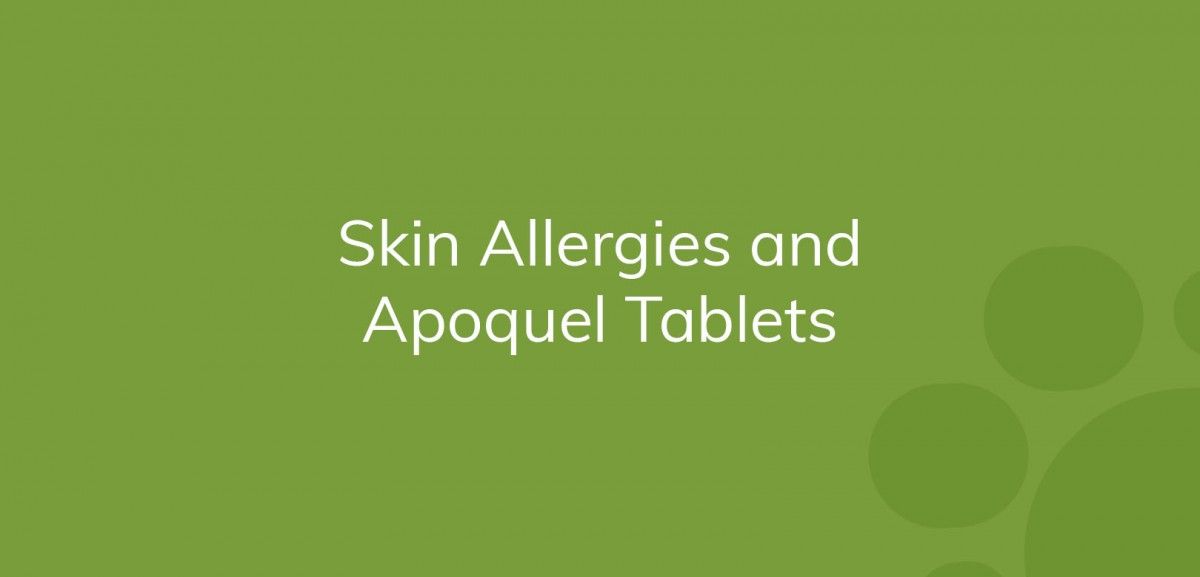 Apoquel allergy clearance