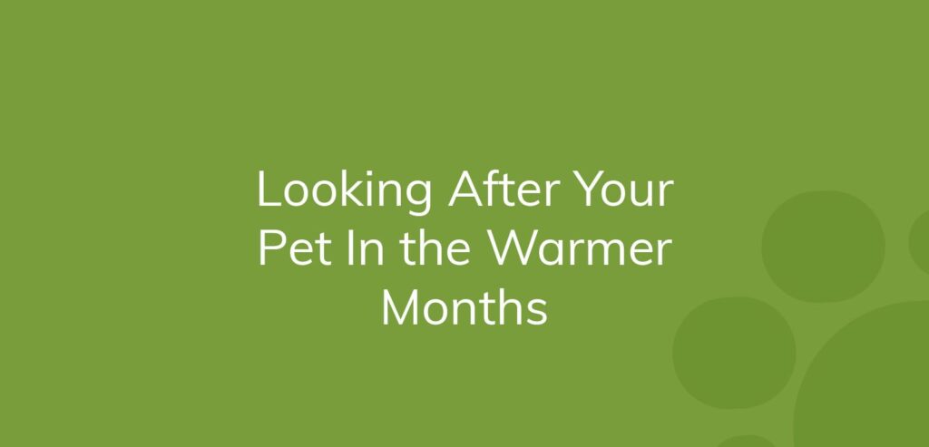 Text on a green background reads "Looking After Your Pet In the Warmer Months."