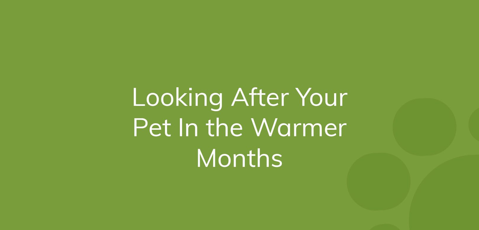 Text on a green background reads "Looking After Your Pet In the Warmer Months."