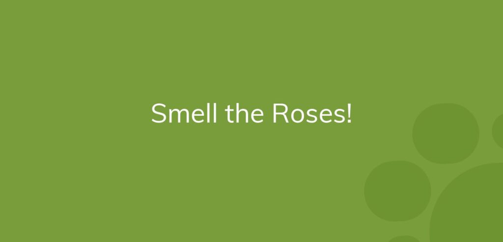 Green background with the text "Smell the Roses!" in white.