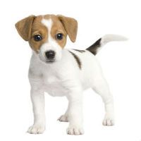 A small Jack Russell terrier puppy standing, looking directly at the camera.
