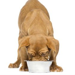 A brown dog eating from a white bowl.