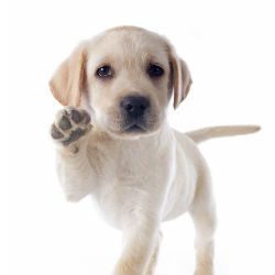 Yellow Labrador puppy raising its paw in greeting.