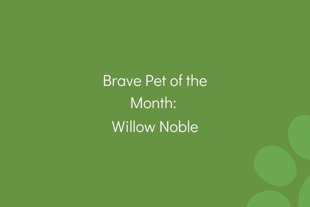 Text on a green background stating "Brave Pet of the Month: Willow Noble."