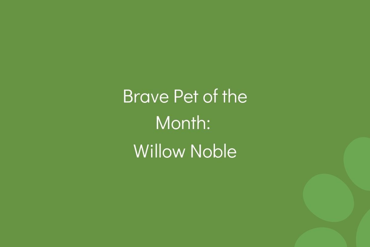Text on a green background stating "Brave Pet of the Month: Willow Noble."