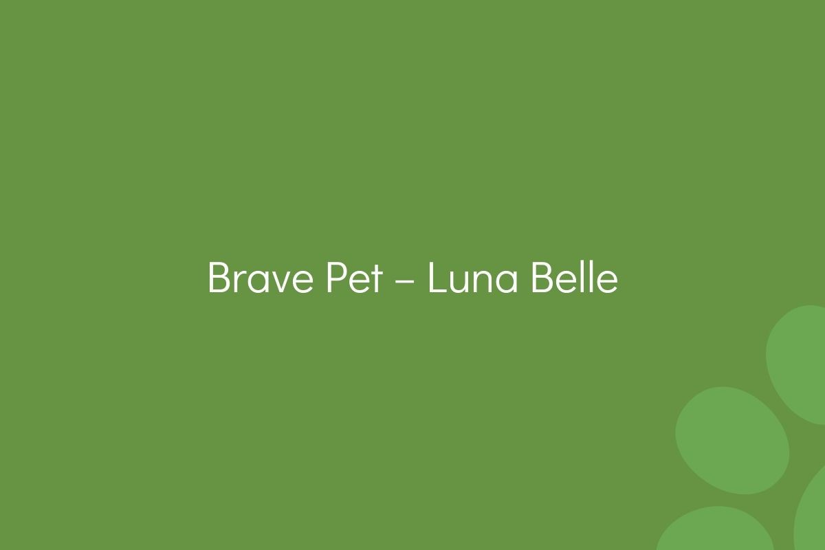 Text on a green background reads "Brave Pet – Luna Belle."