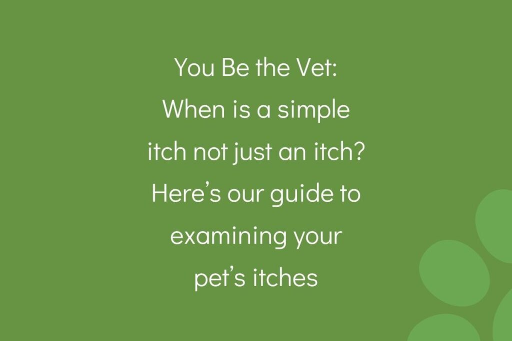 Text on a green background reads "You Be the Vet: When is a simple itch not just an itch? Here’s our guide to examining your pet’s itches."