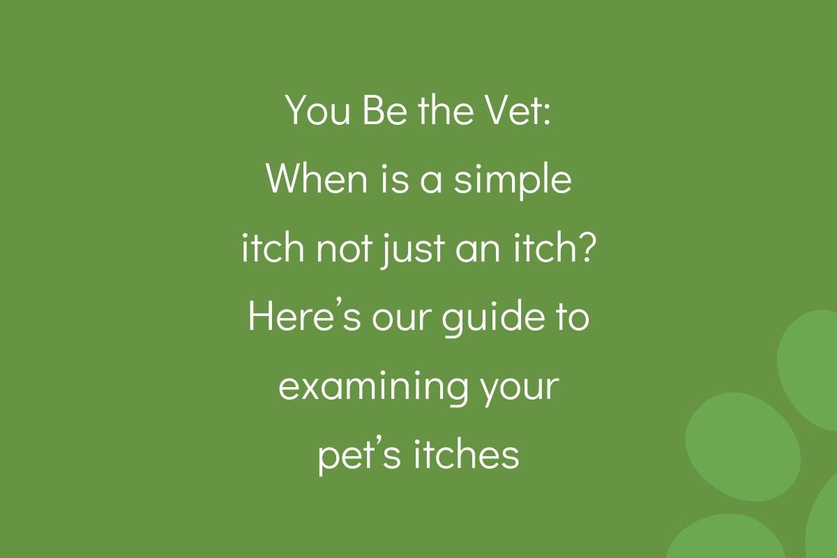 Text on a green background reads "You Be the Vet: When is a simple itch not just an itch? Here’s our guide to examining your pet’s itches."