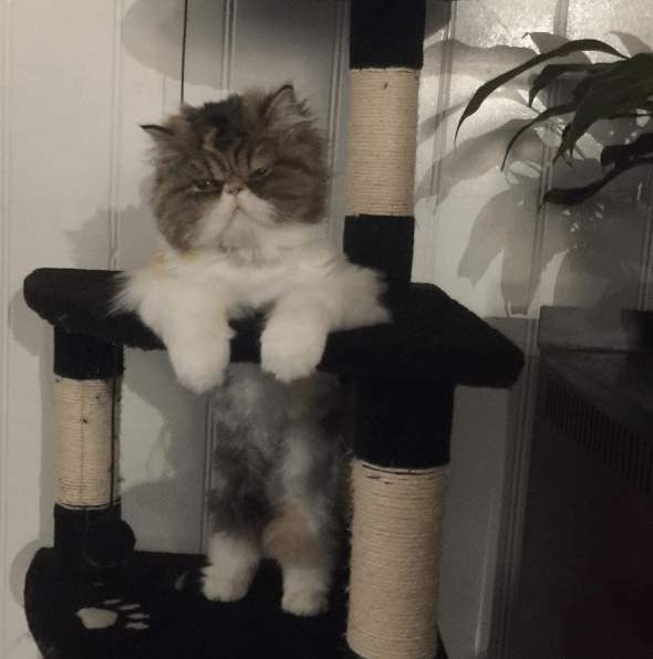 Fluffy Persian cat sitting on a cat tree indoors.