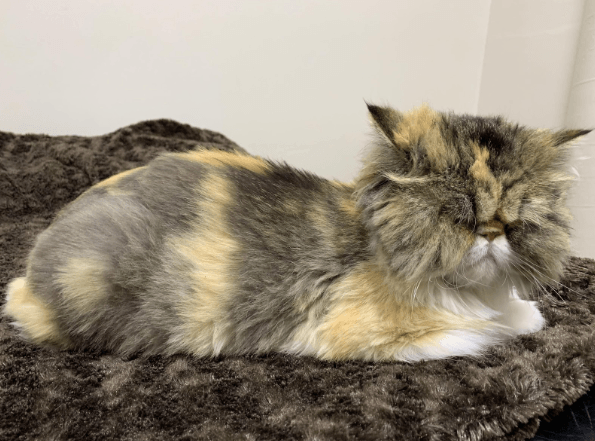 A fluffy multicolored cat lying down on a brown blanket.
