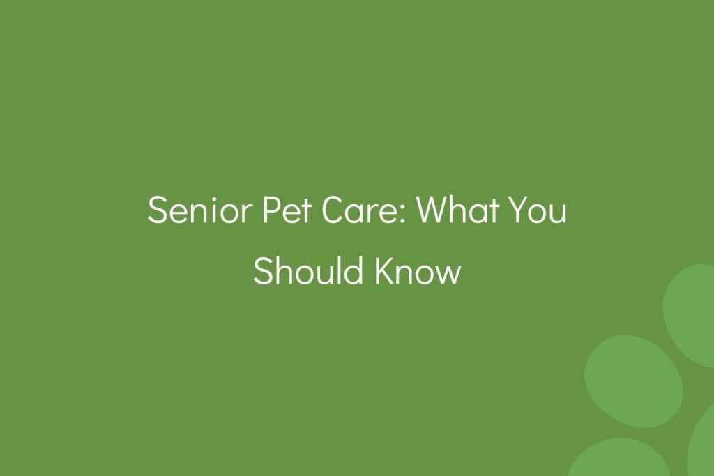 Text on a green background titled "Senior Pet Care: What You Should Know."