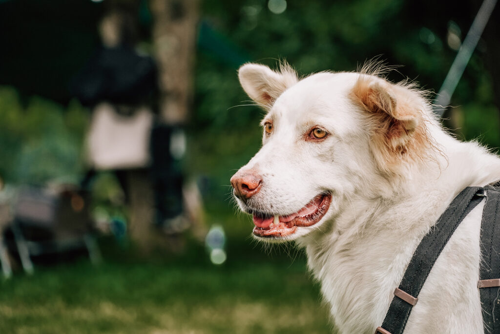 Close-up of a white and tan dog with a harness, looking to the side.