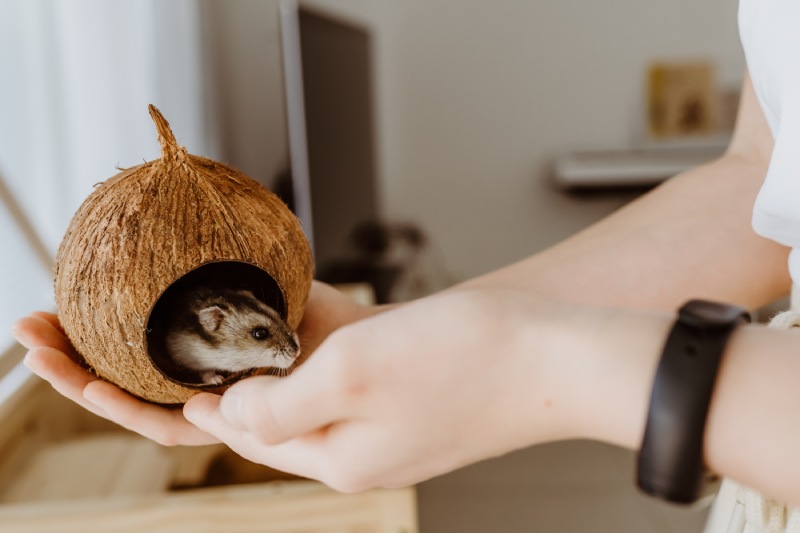 Hands holding a coconut shell with a peeking hamster inside.