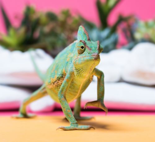 A colorful chameleon walking on a yellow surface with its left foot raised.