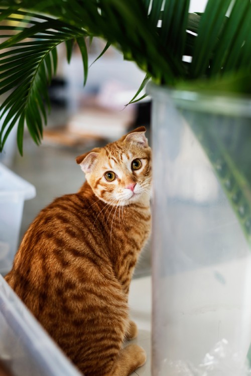 Orange tabby cat with green eyes looking back over its shoulder.