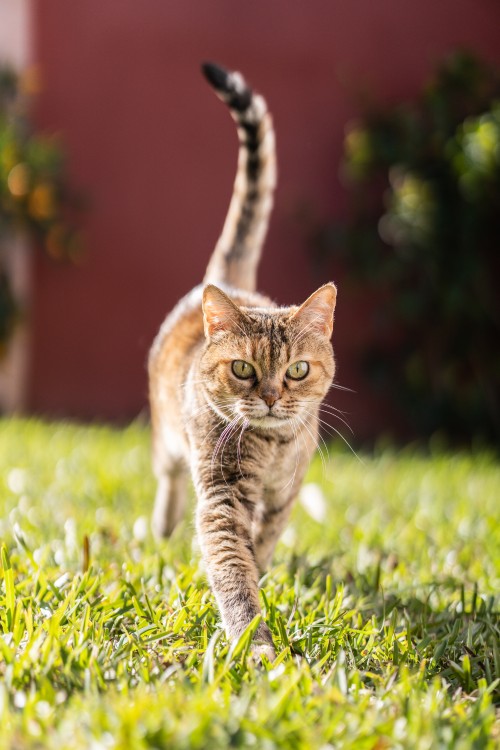A tabby cat walking determinedly through the grass.