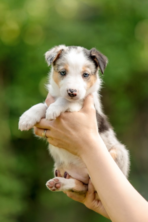 A person holding a small puppy with blue eyes and multicolored fur.