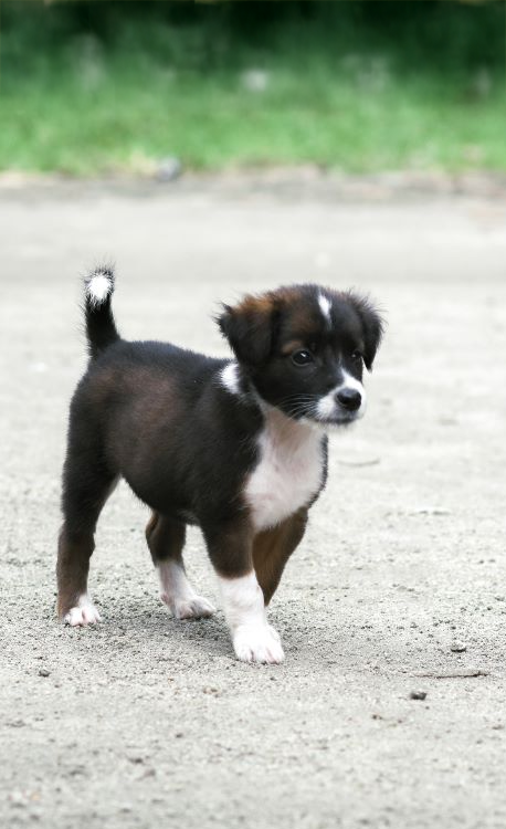 Small black and white puppy standing on a dirt road.