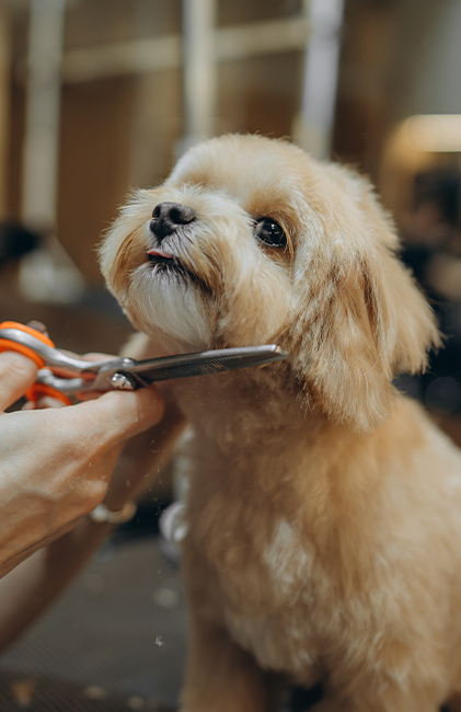 A tan poodle receives a haircut from a person with scissors.