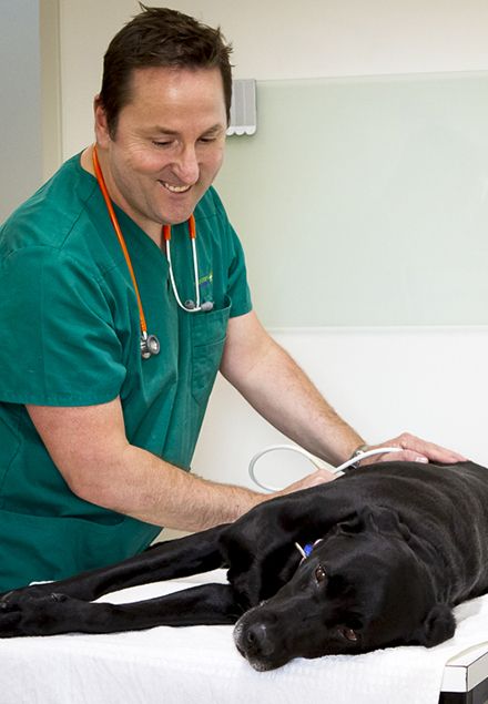 A veterinarian examining a black dog with a stethoscope on an exam table.