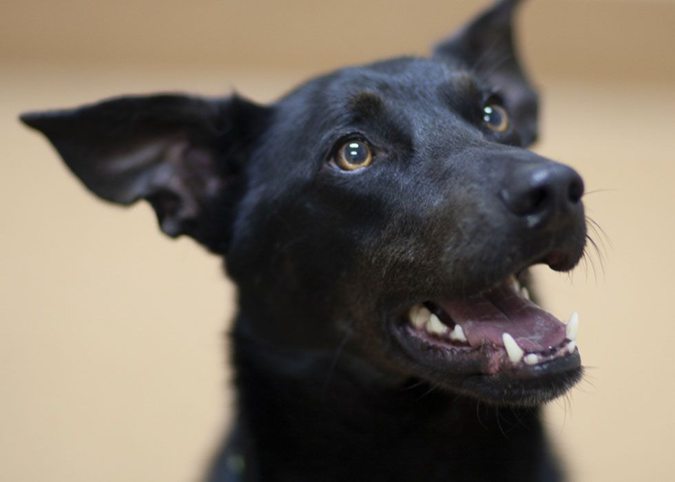 Close-up of a black dog with alert expression and one ear raised.