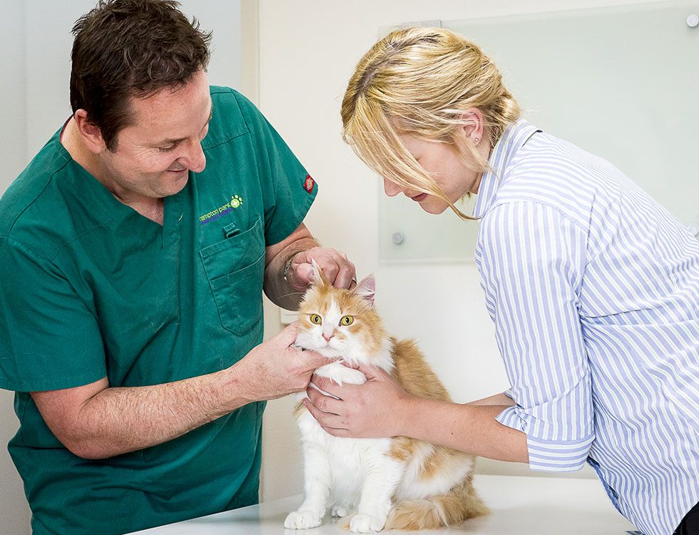 A veterinarian and a woman examining a fluffy orange and white cat.