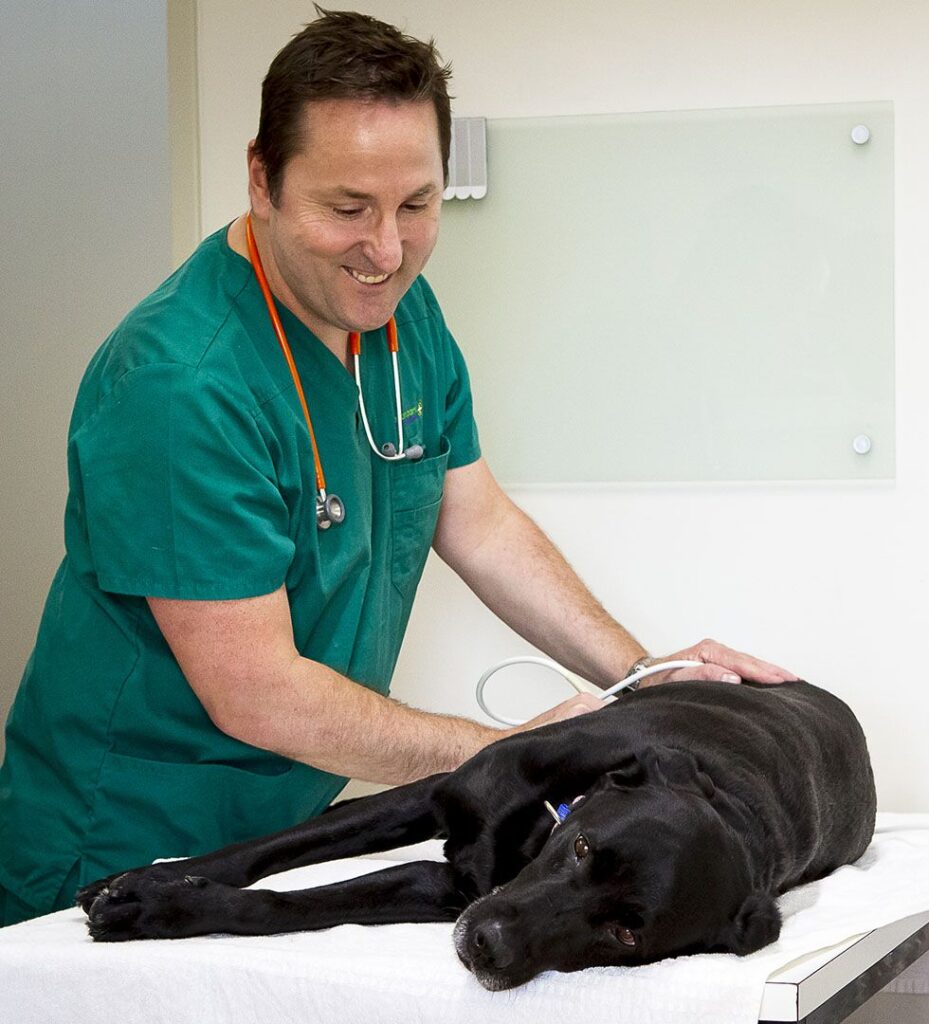 A veterinarian examining a calm black dog lying on an exam table.