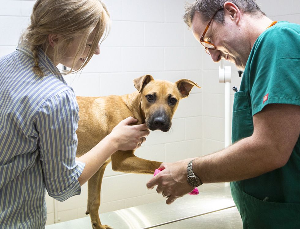 A veterinarian and a woman examining a tan dog in a clinic.
