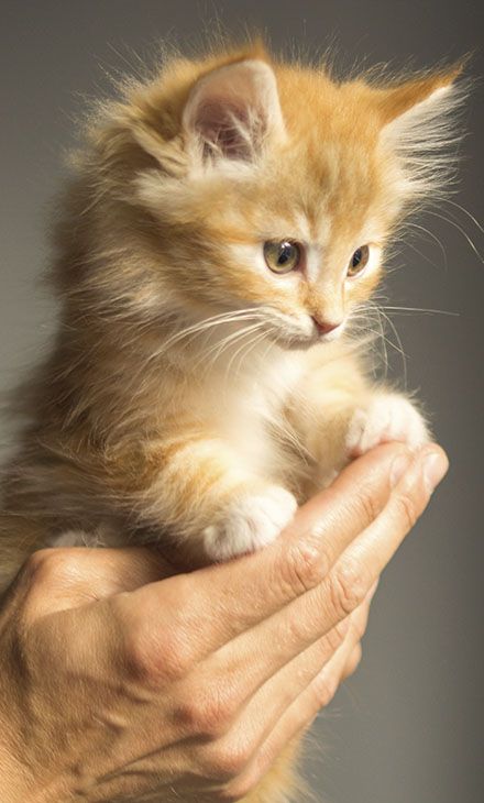 A small orange kitten held gently in a person's hands.