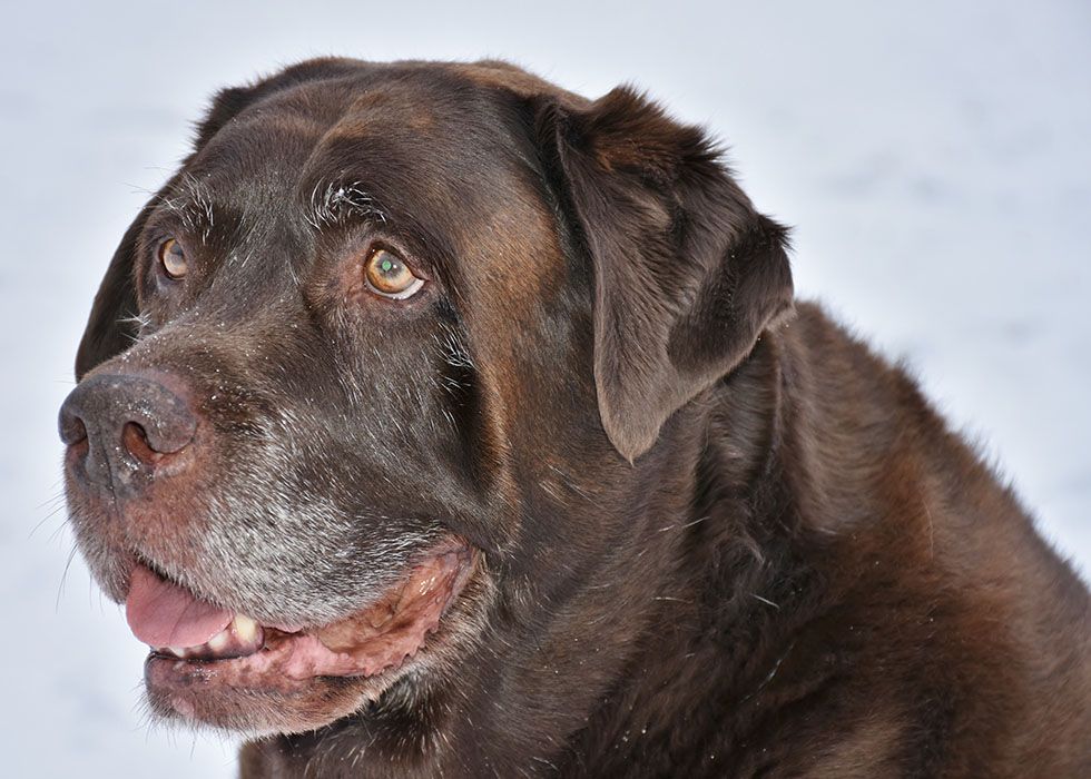 Close-up of an elderly brown dog with expressive eyes.
