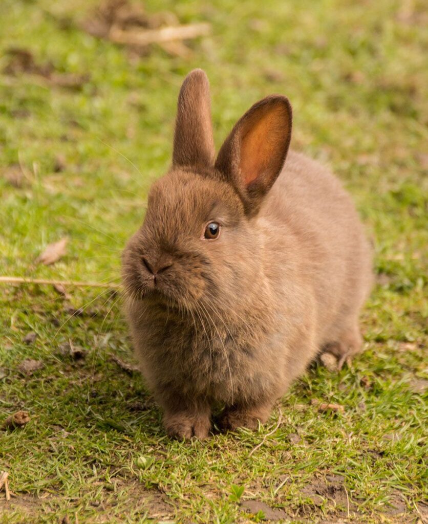 A brown rabbit sitting on grass.
