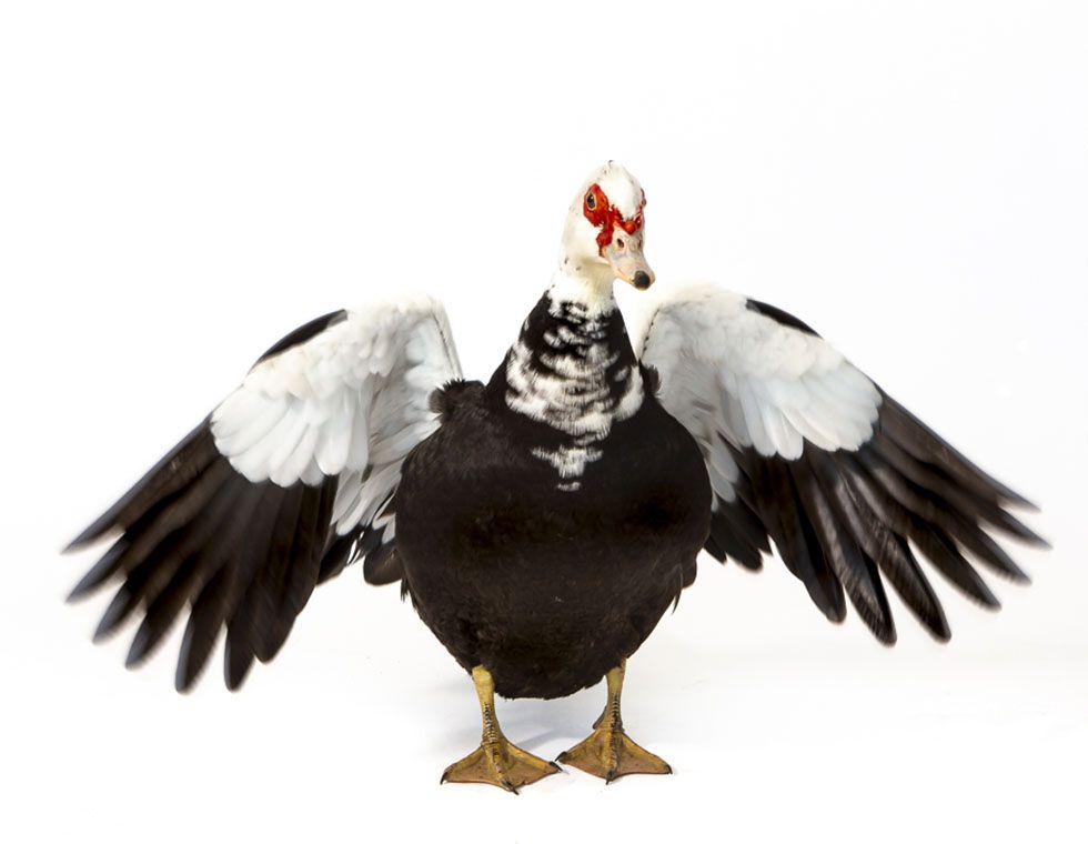 Muscovy duck standing with wings spread, displaying white and black feathers.