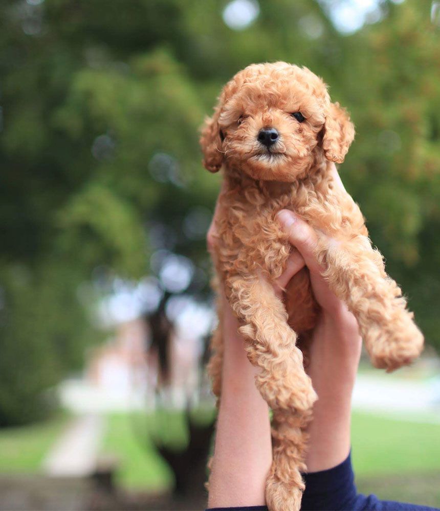 A small curly-haired golden puppy being held up by human hands.