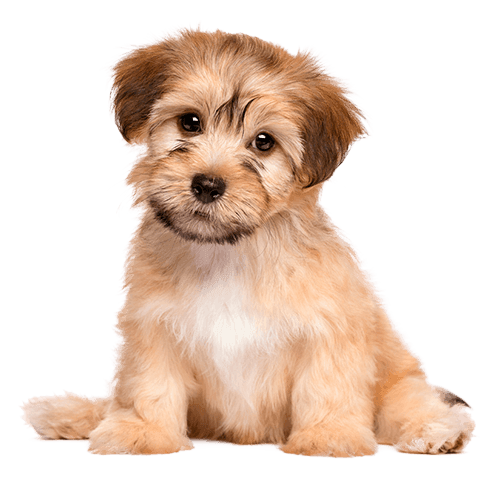 A small, fluffy tan puppy sitting and looking directly at the viewer.