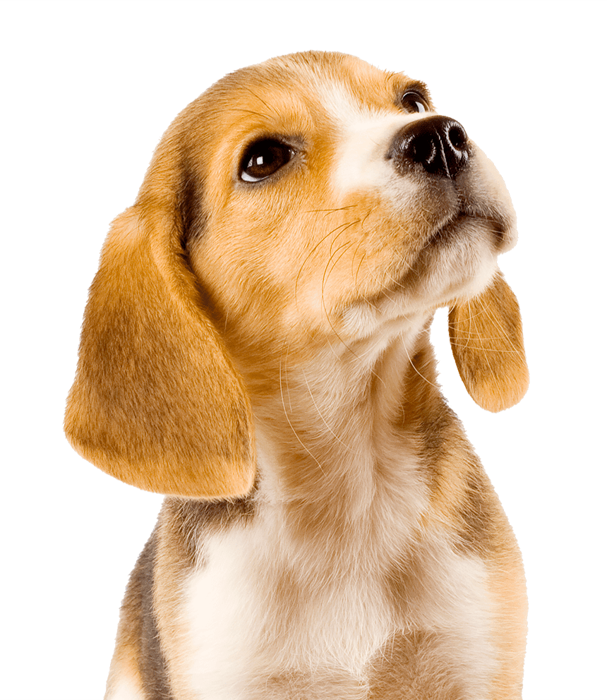 Close-up portrait of a tan and white beagle looking upwards.