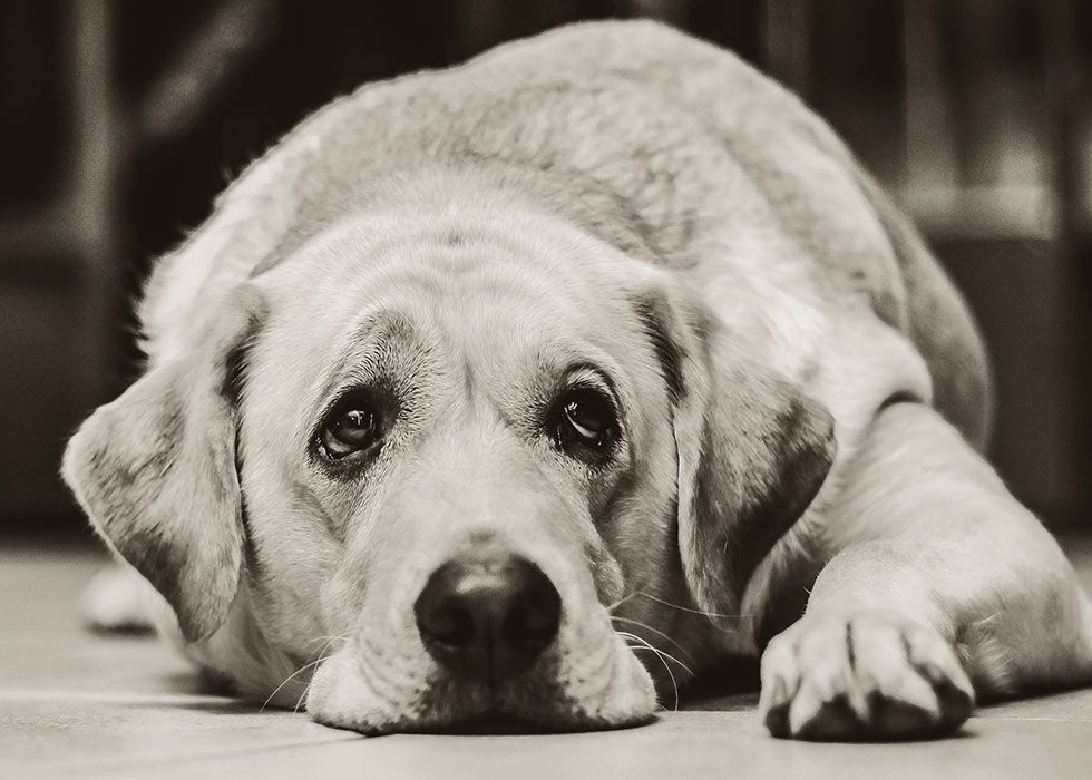 A black and white photo of a sad-looking Labrador Retriever lying on the floor.