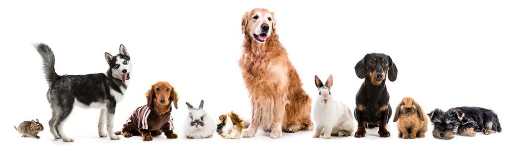 Line of diverse animals including dogs, a rabbit, and a guinea pig on white background.