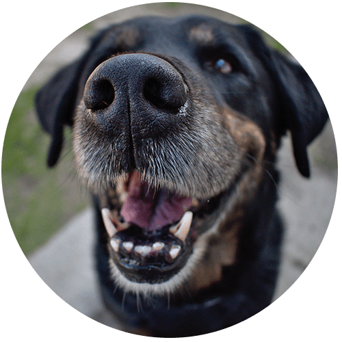 Close-up of a black and tan dog smiling at the camera.