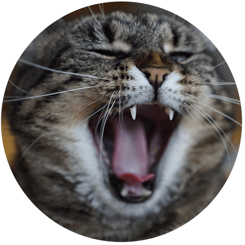 Close-up of a yawning tabby cat showing teeth and tongue.