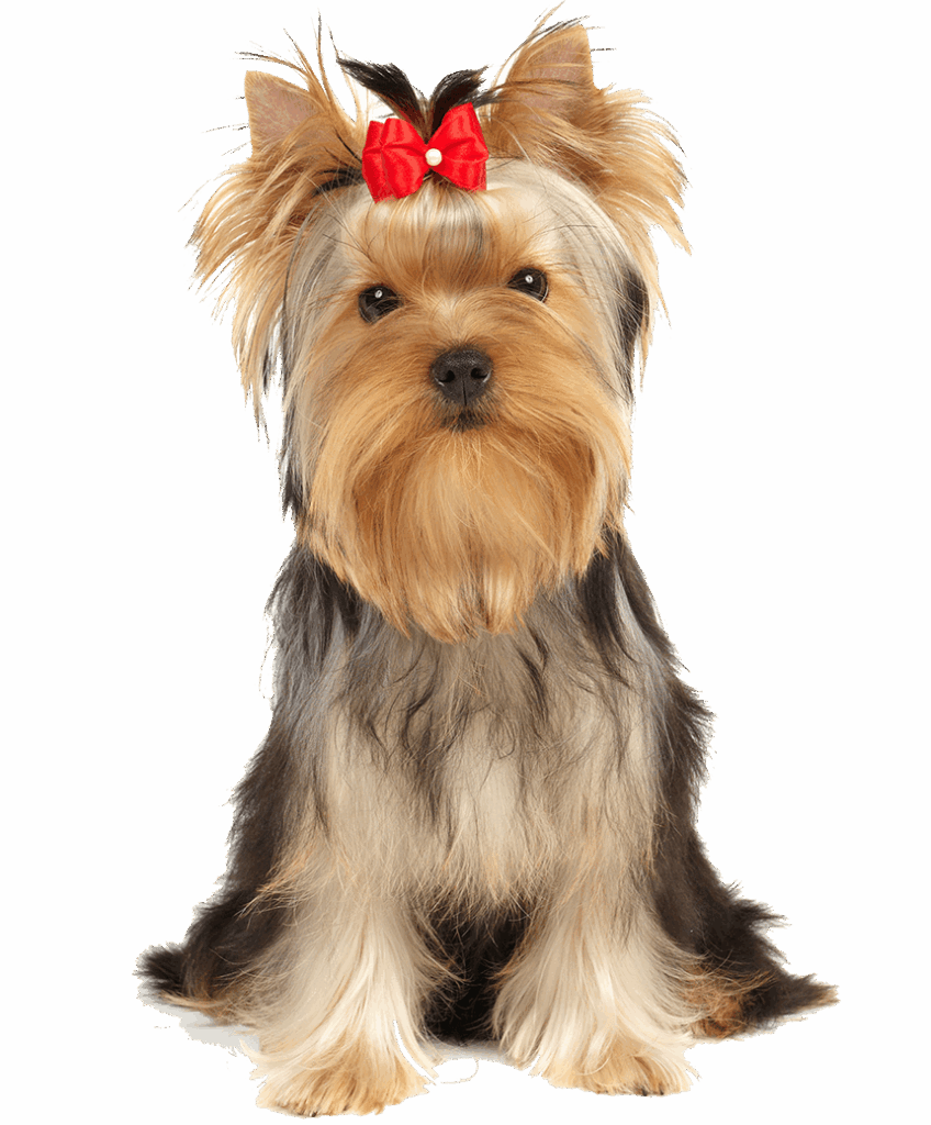 Yorkshire Terrier with a red bow sitting and looking forward.