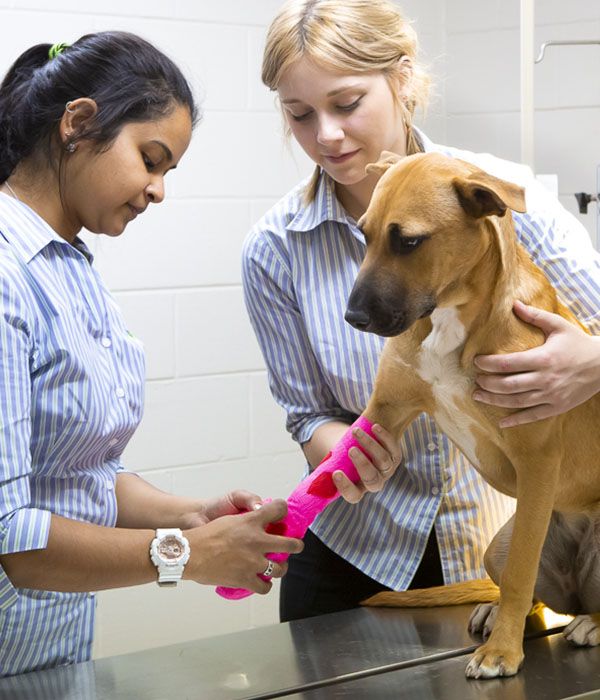 Two women in striped shirts bandaging a dog's leg in a clinic.