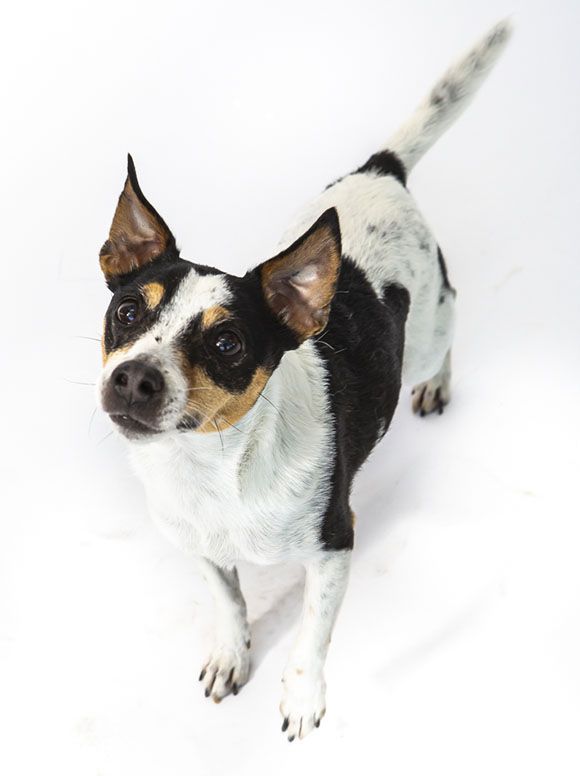 Black and white dog with alert expression looking upwards.