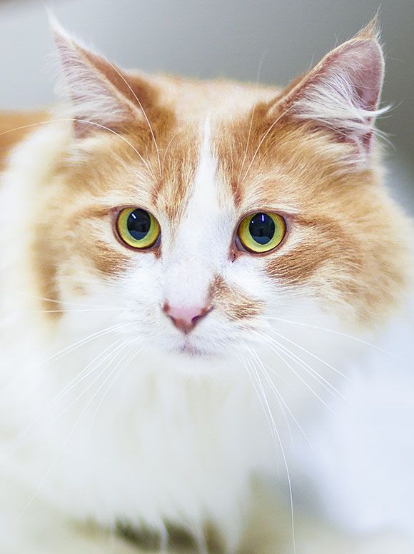 Close-up of a white and orange cat with bright green eyes.