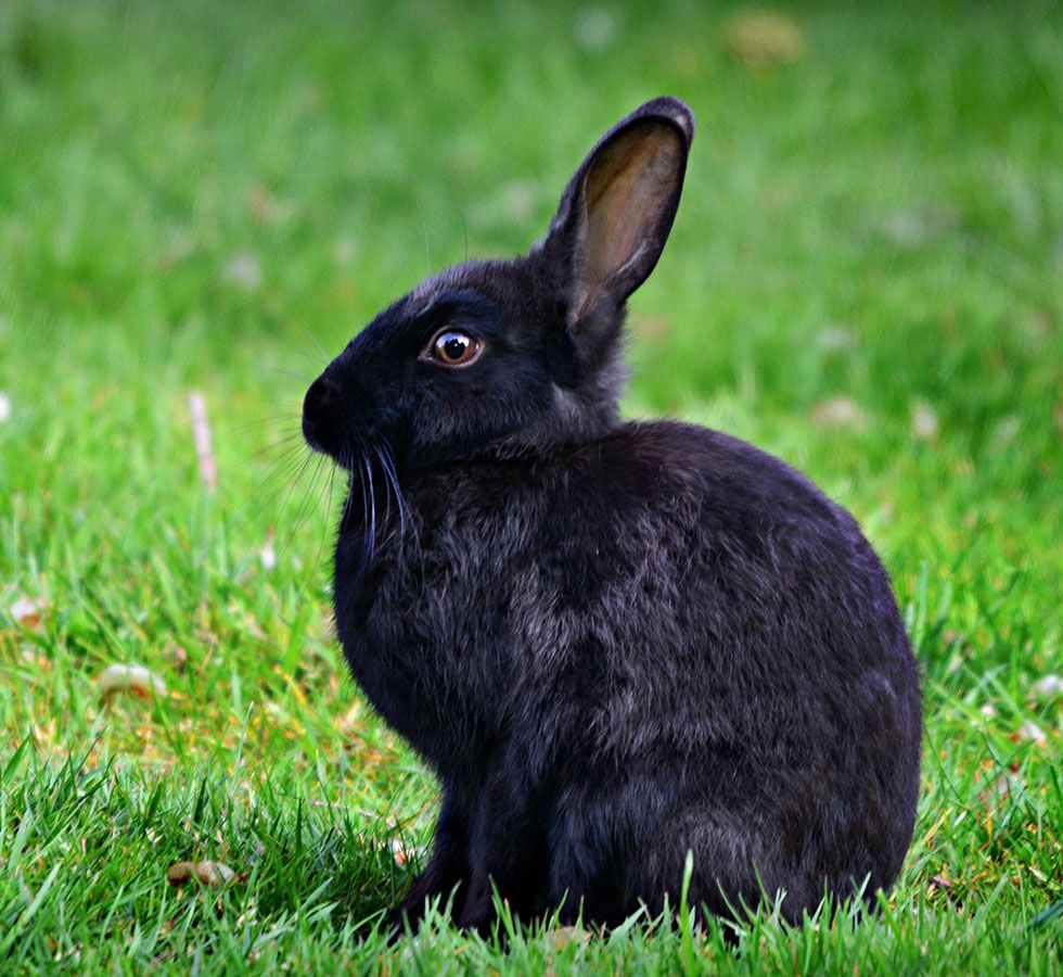 Black rabbit sitting on green grass.